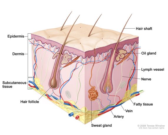 A graphic showing the structure of a hair follicle and structures it relies on for healthy functioning, illustrating the challenges of hair cloning